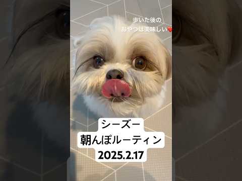 【シーズー】今日の朝んぽ / 階段ダッシュ / お友達にスルー / もふもふ / おやつで豹変 #シーズー #shihtzu #はに丸