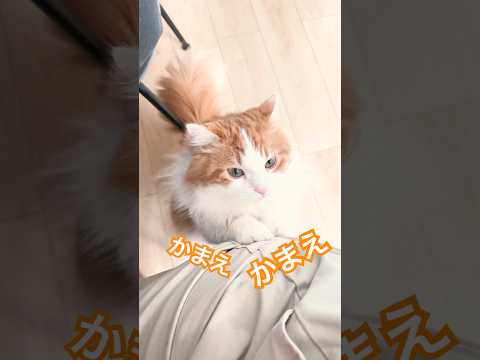 猫の遊びで穴あき!? なんちゃんとぬんちゃんのかわいさ満載 サムネイル