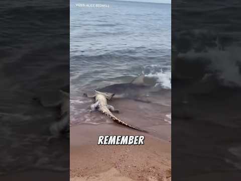 Bull Shark Eats Crocodile😮🦈🐊￼ #animals