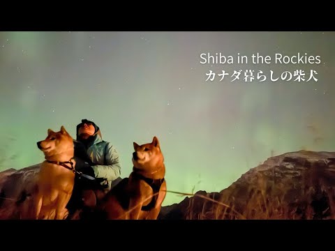 磁気嵐の到来でオーロラが出現！最高の誕生日を迎えた柴犬ナラ【4K】