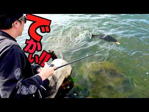 【バス釣り】目の前に巨大魚が現れたのでビッグベイト投げてみたらいきなり大激闘！！
