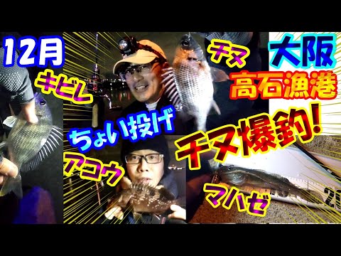 【大阪・ハゼ釣り・浜寺水路】ヤバい！12月の高石漁港横の石畳で夜釣りのちょい投げでマハゼ釣りのつもりがチヌ・キビレが爆釣！アコウ・マゴチ・ウロハゼの6目釣りでめちゃ楽しい♪チニング