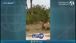 ضباع تحاول التحرش في أسد