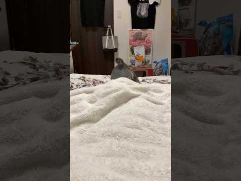 猫の入眠儀式は布団を掘る事#cat