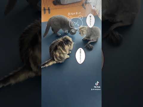 Cats meeting ぐだぐだな猫会議。暇ニャンです😹 #shorts