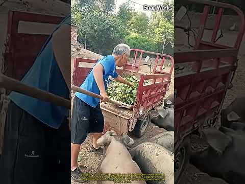 화물칸에 실린 대량의 과일을 긴 삽으로 급여하는 돼지 농장 사육 과정 #worker #process #feeding #farm #livestock