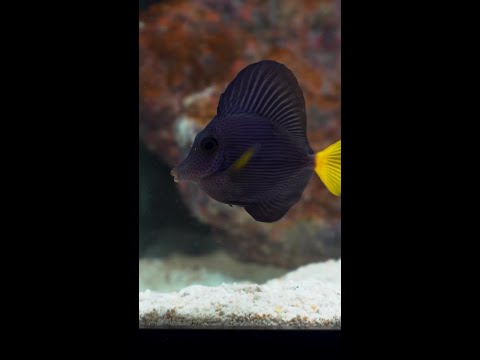 Coming this Thursday to Diver's Den at 5pm CST! Coming this Thursday to Diver's Den at 5pm CST!

#liveaquaria #diversden #wysiwyg #fishkeepers #fish