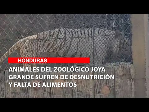 Animales del Zoológico Joya Grande sufren de desnutrición y falta de alimentos