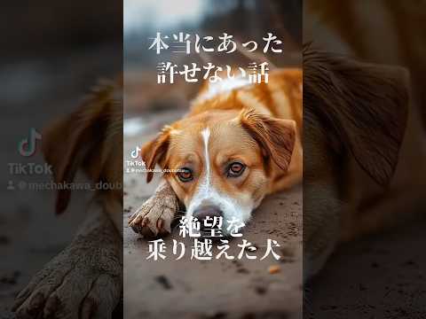 【實話】絶望を乘り越えた犬