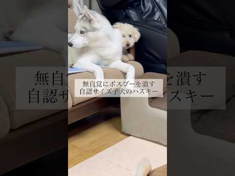 無自覚な悪意 #shorts