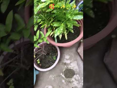 my plants #garden ☘️☘️☘️☘️☘️☘️☘️🤩☘️☘️☘️🤩🤩☘️🤩