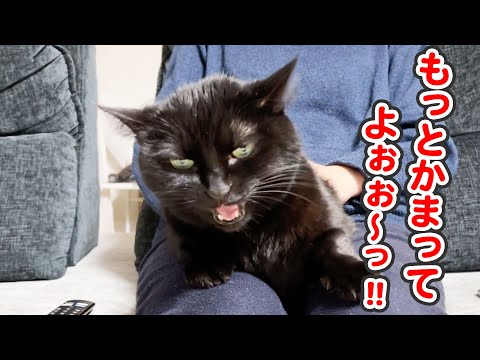 かまってアピールが凄すぎる、超甘えん坊な猫