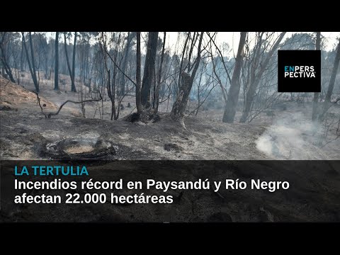 Incendios récord en Paysandú y Río Negro afectan 22.000 hectáreas