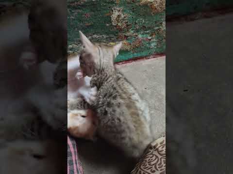 cat kittens funny video 😹🤣 #catfighting #catfun #funnycats #cat #smallcat #catvideos #catshorts
