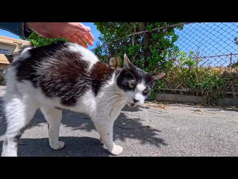 漁港の町の路地裏で出会った牛みたいな猫、顔を見るとモフられに寄ってきた