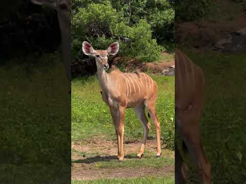 Greater Kudu Stares into Camera While Oxpecker Sits on Her Back