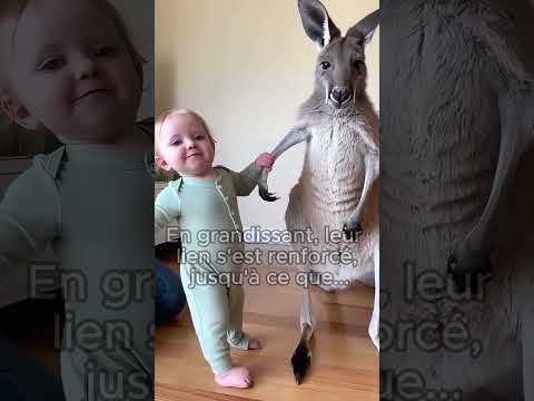 Кенгуру отдала своего детеныша мужчине, чтобы он вырастил его