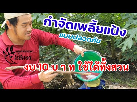 งบ10บาท-จัดการเพลี้ยแป้งได้ทั้ งบ10บาท-จัดการเพลี้ยแป้งได้ทั้