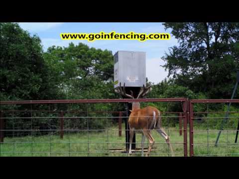 short bucks video for don