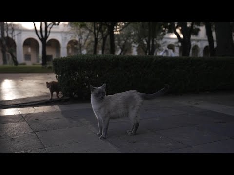 Los gatos del palacio de México reciben trato presidencial