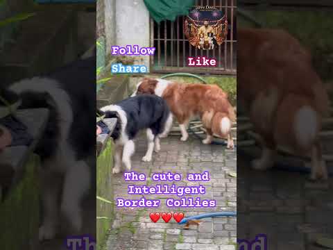 No1 Border Collies in India ❤️🔥