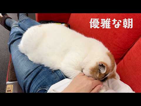 【モーニングルーティン】猫たちに甘えられる母の優雅な朝