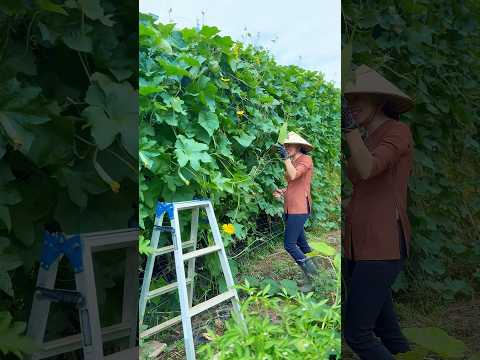 Mua thu đến ta còn gì