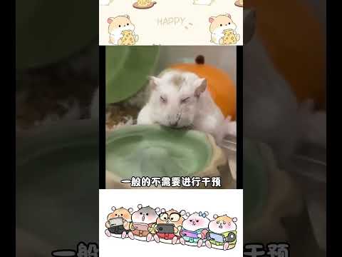 Three common diseases of mice#Hamster#Hamster Daily Life#Pet#Golden Thread Bear#The daily