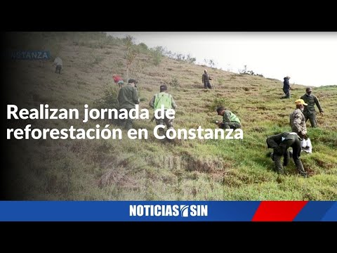 Realizan jornada de reforestación en Constanza