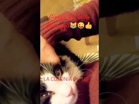 Gatto Al Nuovo Centro Massaggi: Ottima Recensione!