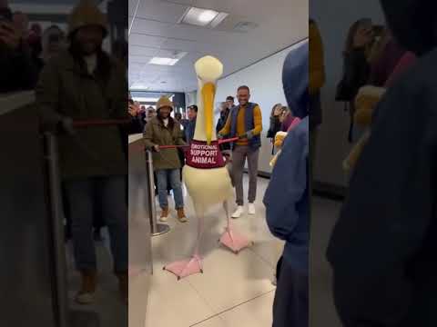 Emotional support albatross Sora 2 Ai