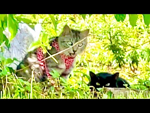 急に猫の様子が変になったと思ったら。。