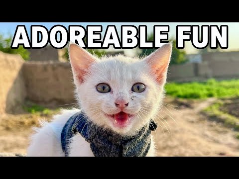 Peaceful Village Sounds with Cute Kitten | Relaxing Rural Ambience