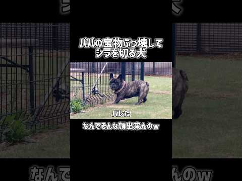 証拠映像ありますけど？（なお本人は否認中）#犬 #フレンチブルドッグ #犬のいる暮らし #犬のいる生活 #おもしろ犬 #やらかし犬 #犯犬発見 #シラを切る犬 #ショート動画 #ペット