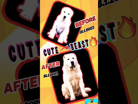 Puppy to Beast🔥Incredible ALABAI Transformation |#alabai #dogshorts
