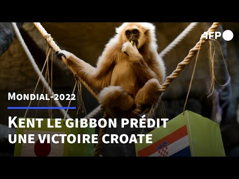 Coupe du monde 2022: un singe prédit une victoire de la Croatie en 1/2 finale | AFP