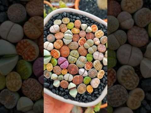 Living Stones 🌱 | Amazing Lithops Plant Explained