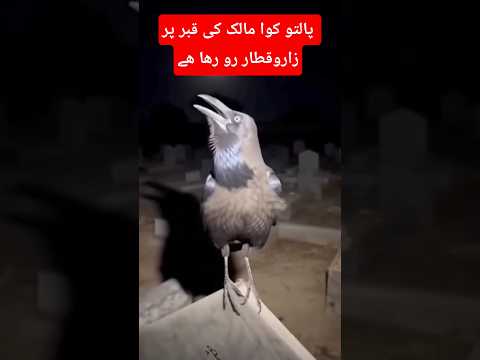 پالتو کوا مالک کی قبر پر پہنچا تو زاروقطار قطار رونے لگ گیا#trending #foryou #short