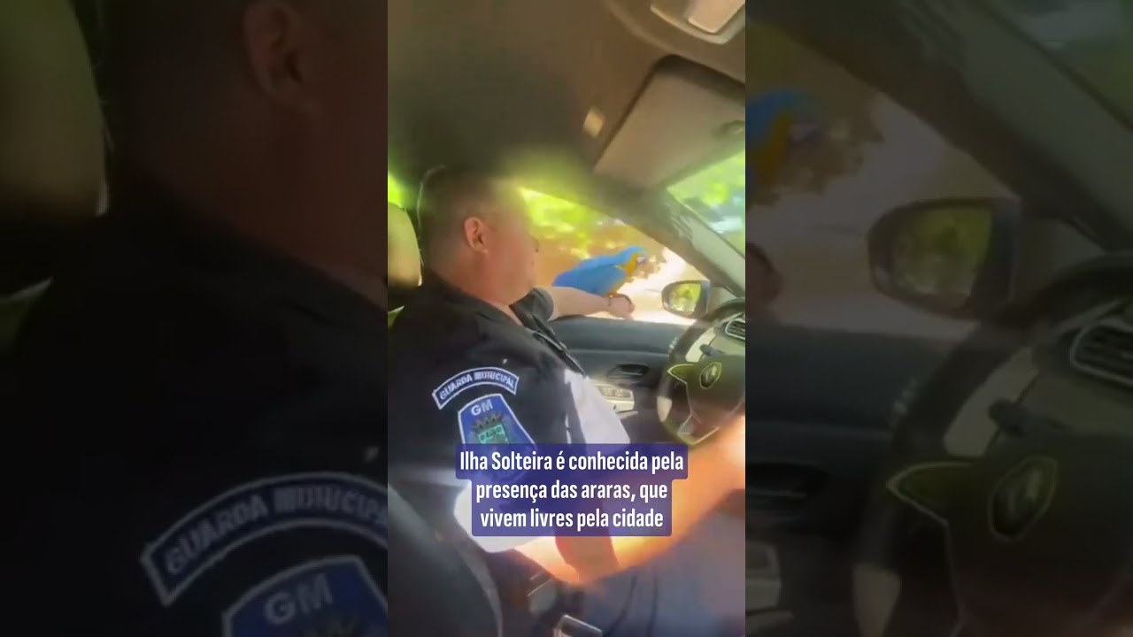 Arara ‘pega carona’ no braço de guarda municipal Ilha Solteira (SP); veja o vídeo