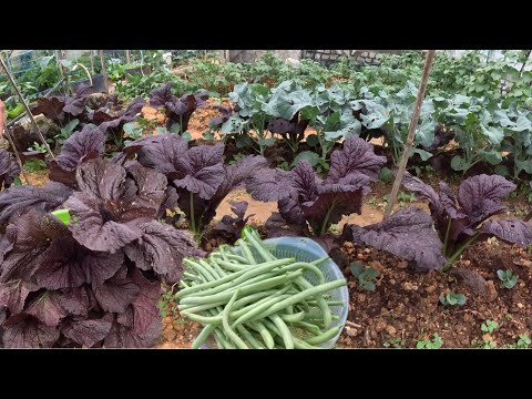 Thu hoạch ĐẬU COVE và CẢI MÙ TẠT, trồng rau thuận theo tự nhiên.