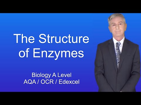 A Level Biology Revision “The Structure of Enzymes”