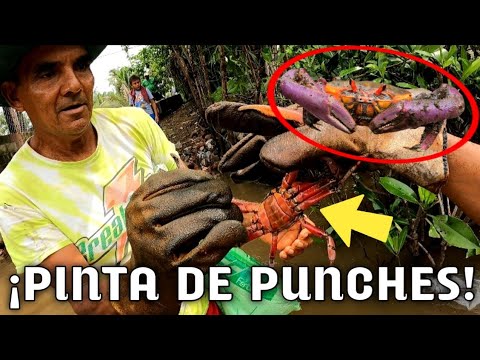 La Mejor Pinta De Punches, Nos Volvimos Locos Corriendo Por Todos Lados