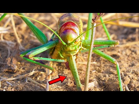 KATYDIDS IN ACTION: Extreme Survival in the Forest