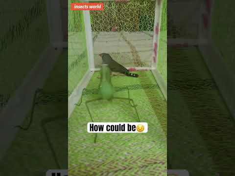 Mantis hunts bird! #insects