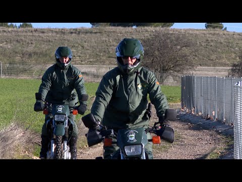 La Guardia Civil peina Barcience en el campeonato que encumbra a los mejores galgos