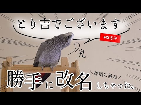 【失笑】なぜか「トリ吉」と名乗り出す乙女ずぅちゃんｗ
