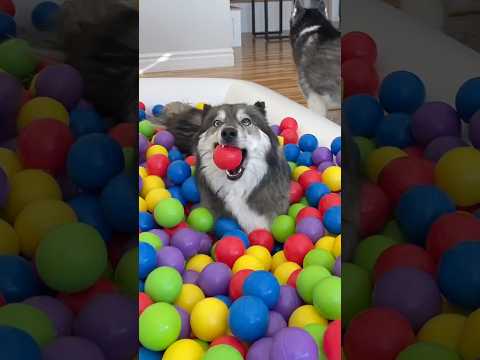 Surprising my dogs with a late Christmas present!