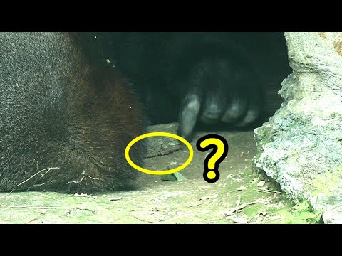 台北動物園のゴリラTayariが幼虫を見つけてジャンプ！自然の驚きと行動の瞬間 サムネイル