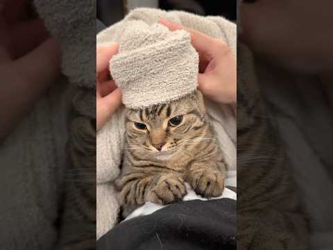 アラブ効果による子猫の落ち着き方とかわいい瞬間 サムネイル