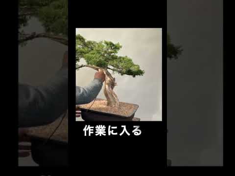 #shorts 木村正彦真柏改作 安価な素材の化かし方 How to improve inexpensive bonsai #masahikokimura #bonsai #juniper